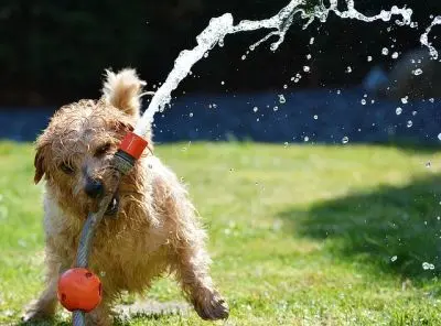 Hund Falls Sie dieses webp-Bild nicht sehen können, müssen Sie einen aktuellen Webbrowser verwenden.